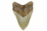 Fossil Megalodon Tooth - North Carolina #172586-1